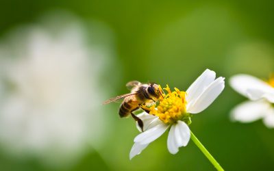 Minder bijen geteld bij jaarlijkse bijentelling